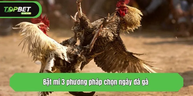 Bật mí 3 phương pháp chọn ngày đá gà 