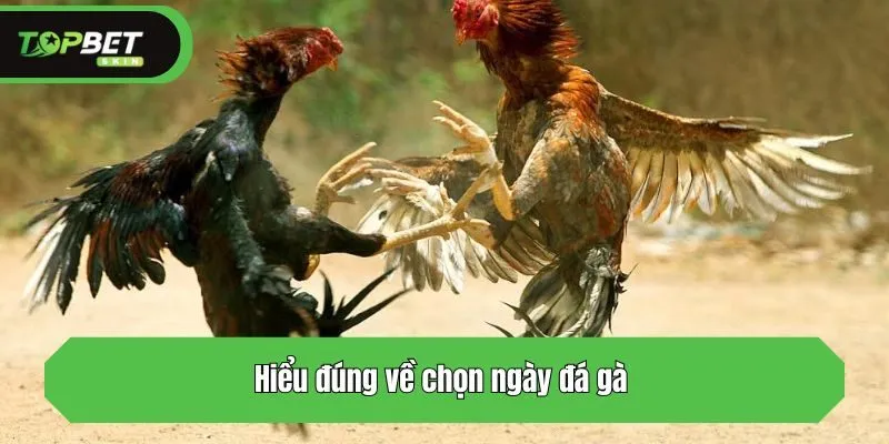 Hiểu đúng về chọn ngày đá gà 